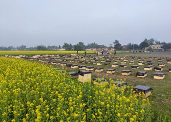 সরিষা ফুলে মৌমাছির গুঞ্জন, মধু উৎপাদনে নাসিরনগরে নতুন সম্ভাবনা