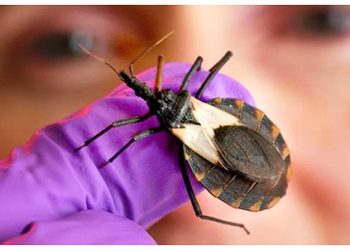 চাগাস রোগ: ট্রপিক্যাল অঞ্চলের এক উপেক্ষিত ঘাতক