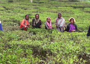 হবিগঞ্জের চা বাগান শ্রমিকদের জন্য গণভোটের ধারণা অজানা